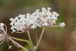 Swamp milkweed